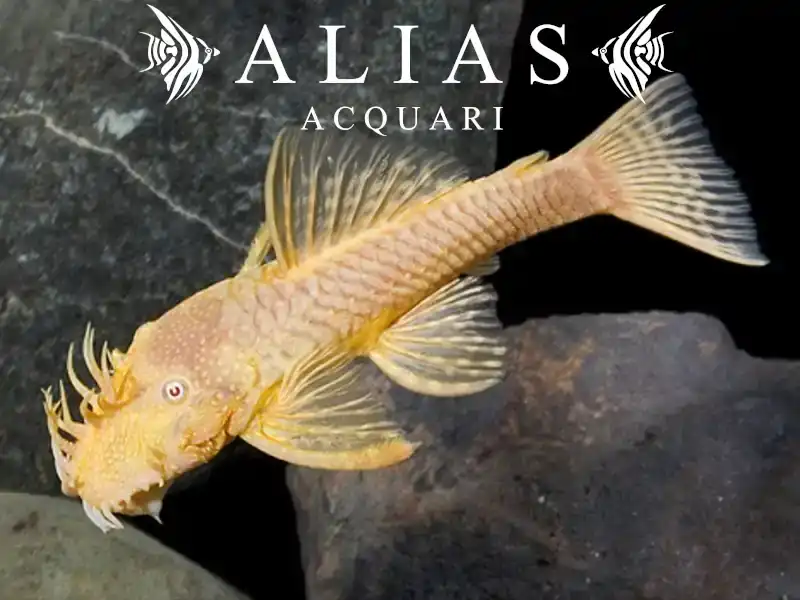 Ancistrus albino