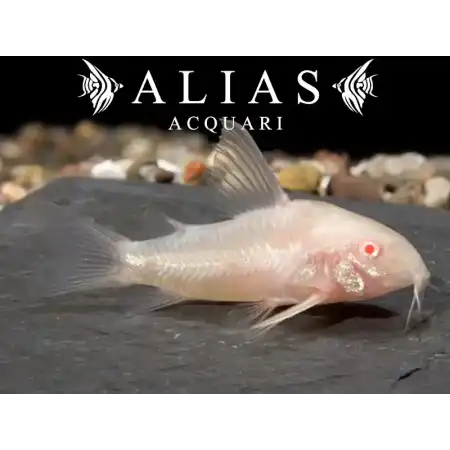 Corydoras Paleatus albin