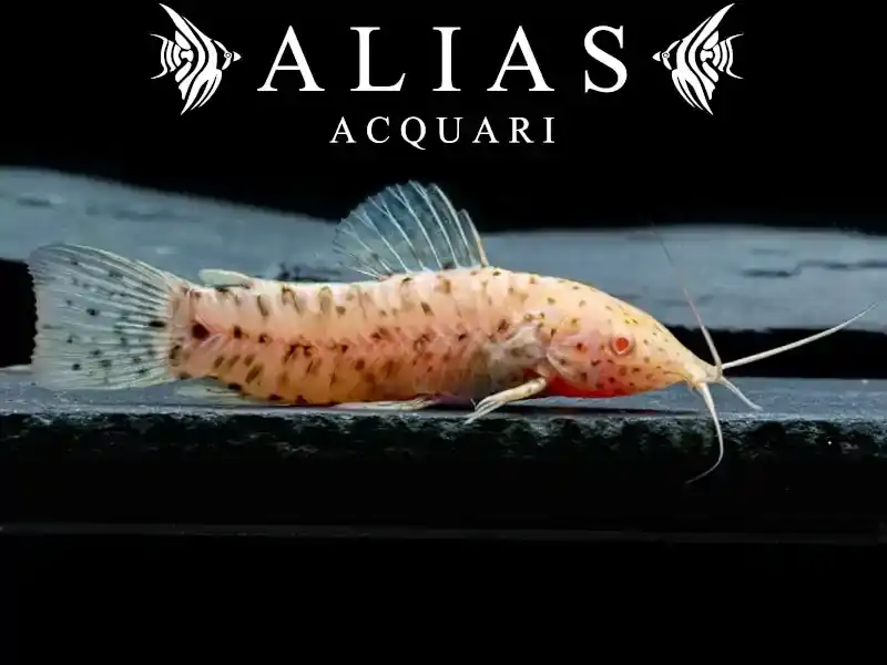 Hoplosternum thoracatum albino