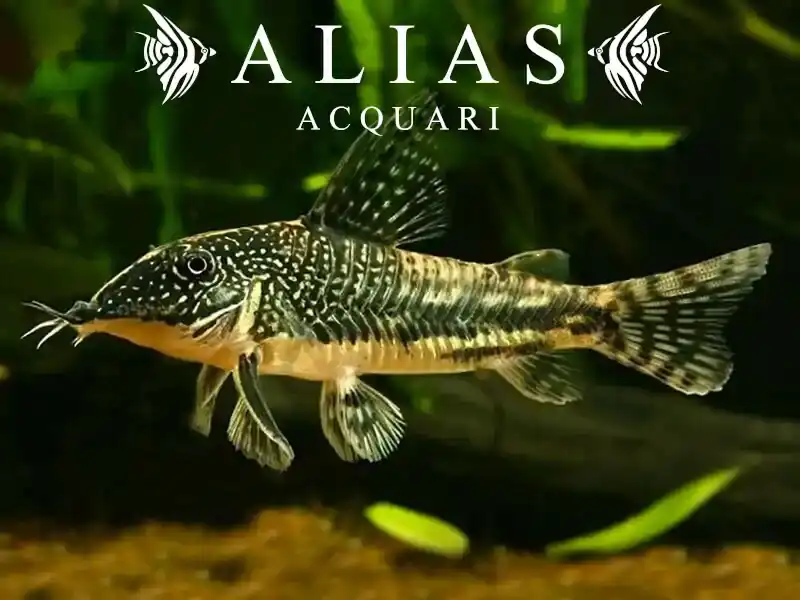 Corydoras (Scleromystax) barbatus