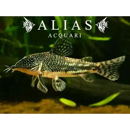 Corydoras (Scleromystax) barbatus