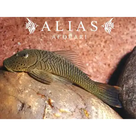 Chaetostoma thomsoni