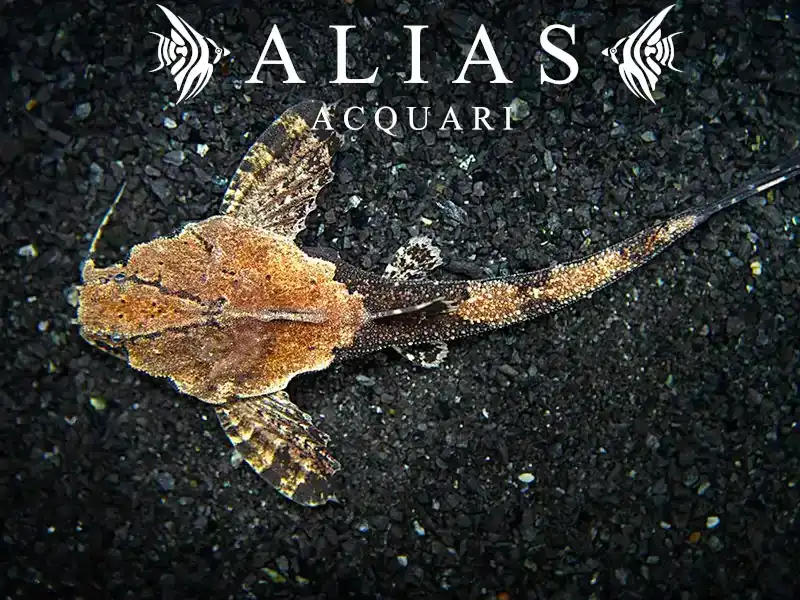 Bunocephalus Caracoideus