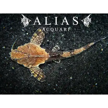 Bunocephalus Caracoideus