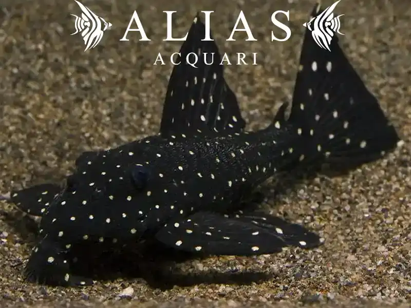 L240 Leporacanthicus cf. galaxias