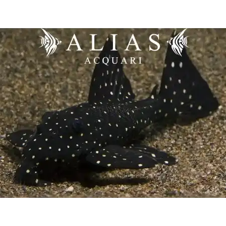 L240 Leporacanthicus cf. galaxias