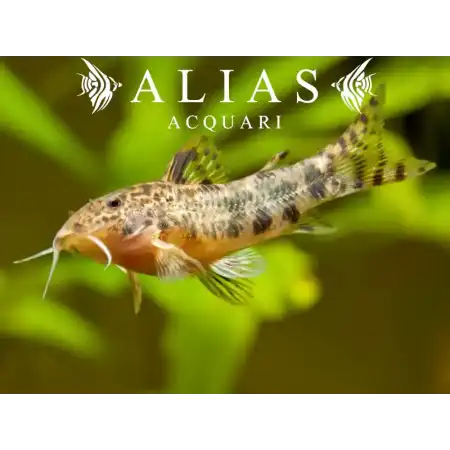 Aspidoras Spilotus
