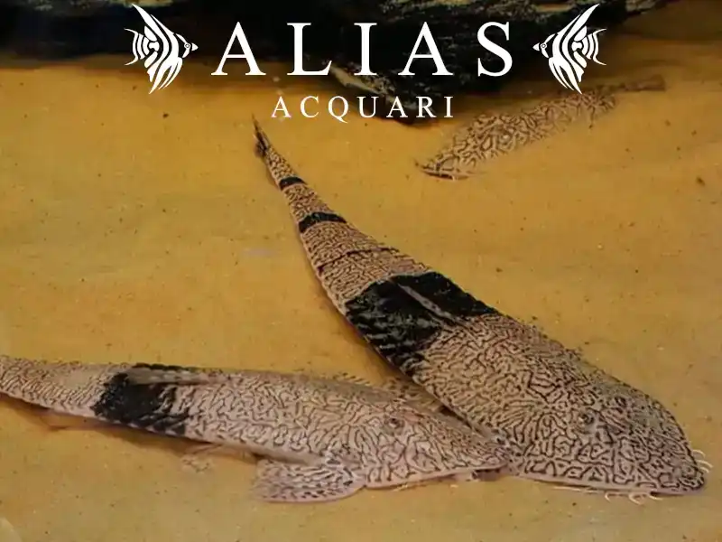 Pseudohemiodon apithanos