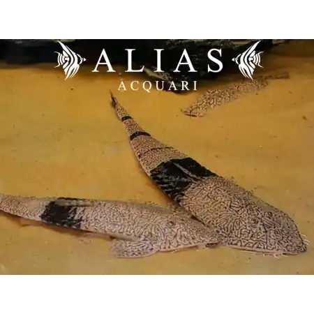 Pseudohemiodon apithanos