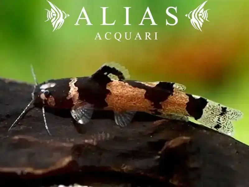 Microglanis poecilus