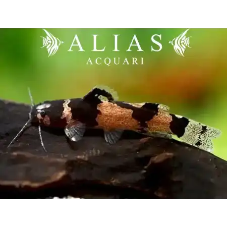 Microglanis poecilus