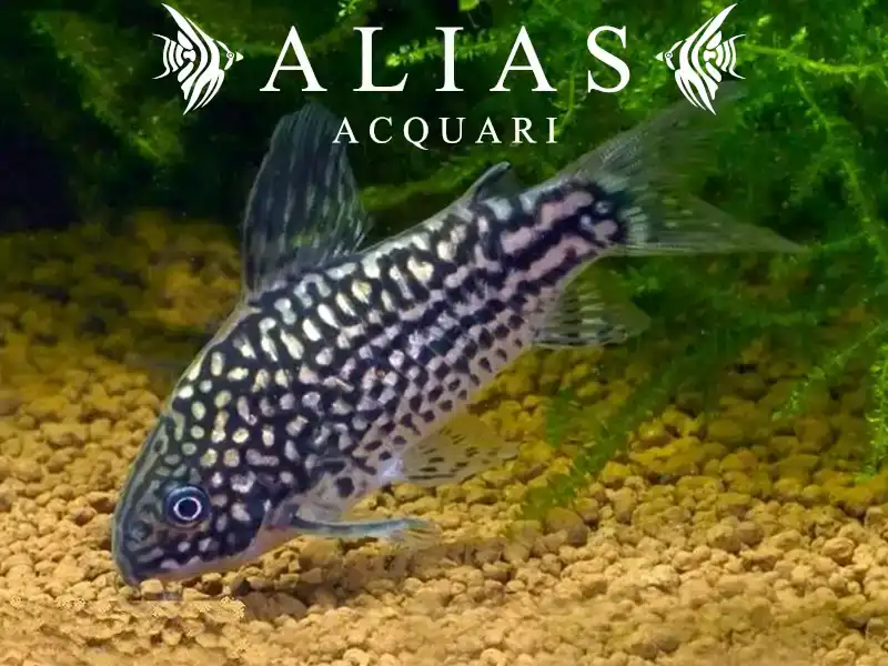 Corydoras Elegans