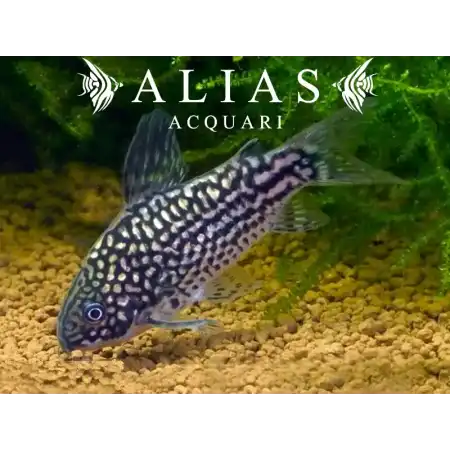 Corydoras Elegans