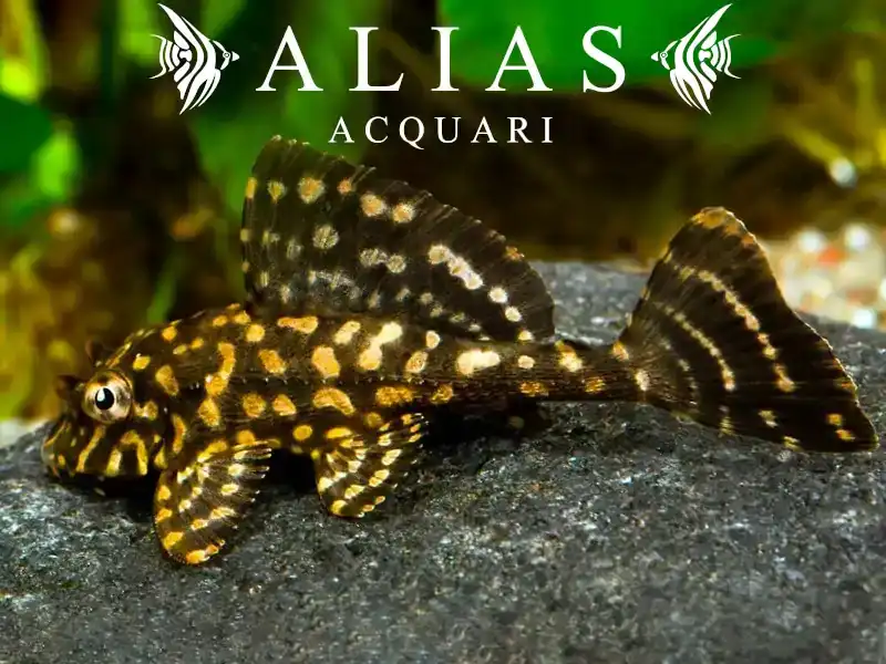 L001 Glyptoperichthys joselimae