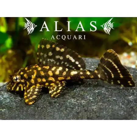 L001 Glyptoperichthys joselimae