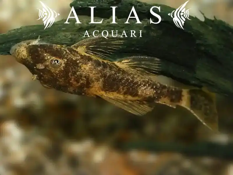 Ancistrus sp. LDA16