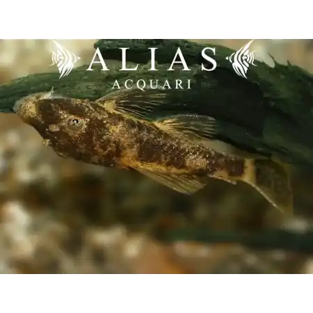 Ancistrus sp. LDA16