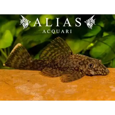 Ancistrus Wabenmuster