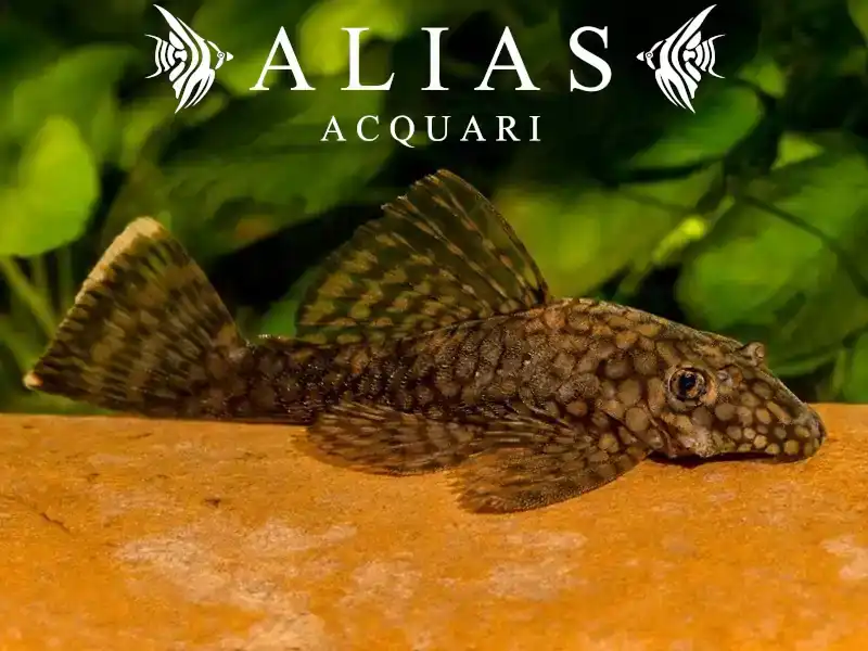 Ancistrus Wabenmuster