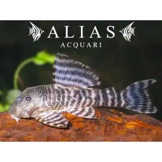 L226 Panaqolus changae