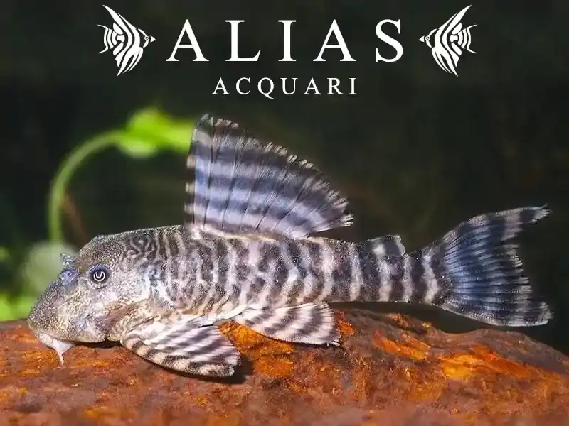 L226 Panaqolus changae