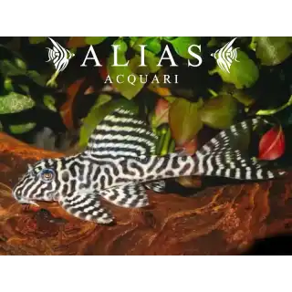 L066 Hypancistrus sp.