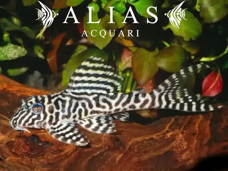 L066 Hypancistrus sp.