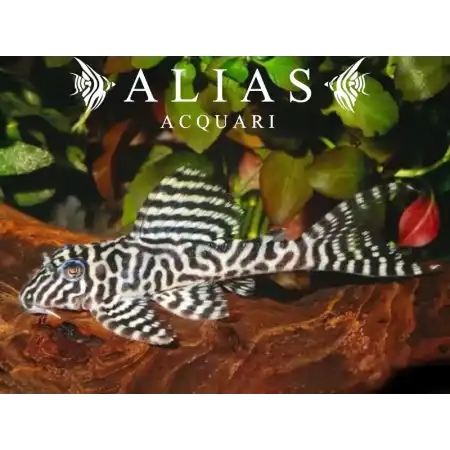 L066 Hypancistrus sp.