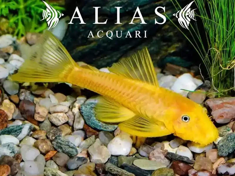 Ancistrus lemon L144