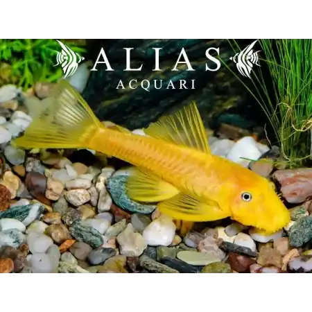 Ancistrus lemon L144