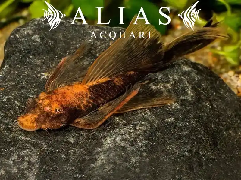 Ancistrus sp. LDA16 long fin