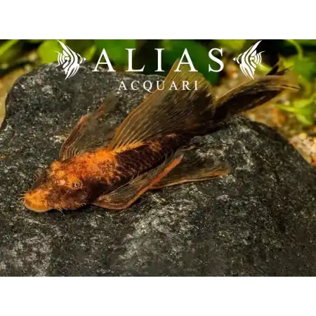 Ancistrus sp. LDA16 long fin