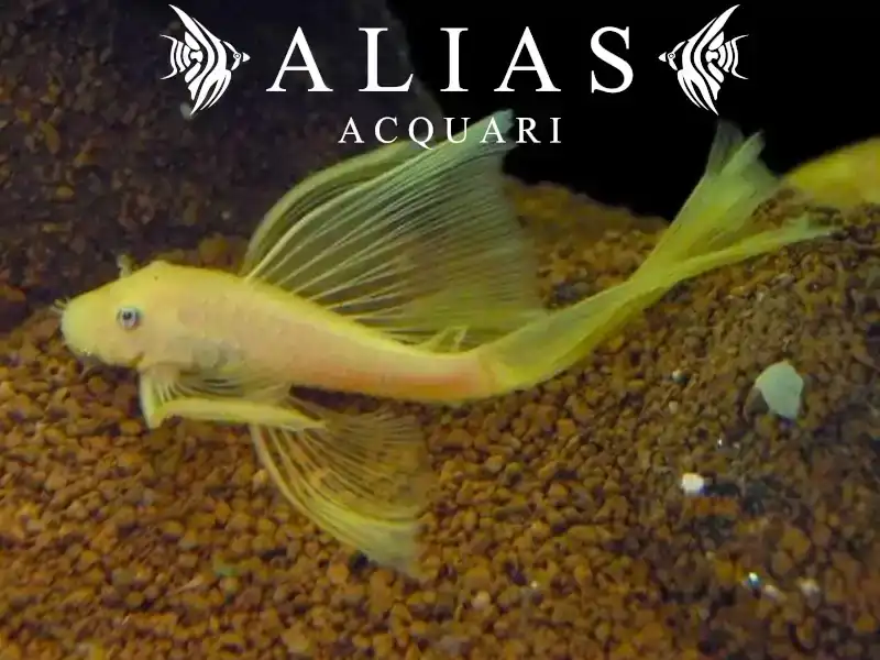 Ancistrus lemon long fin l144 blue eye