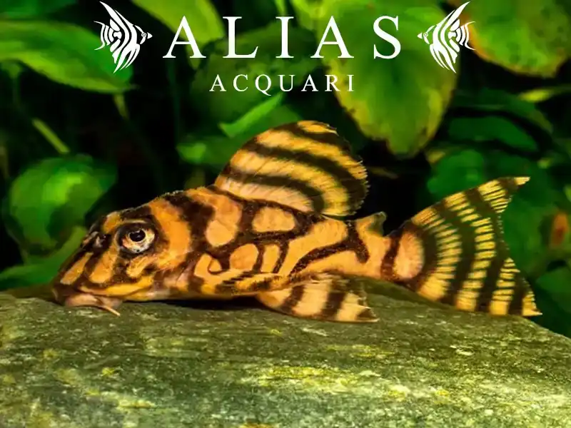 L333 Hypancistrus sp. cb Porto De Mos