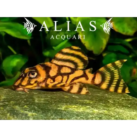 L333 Hypancistrus sp. cb Porto De Mos