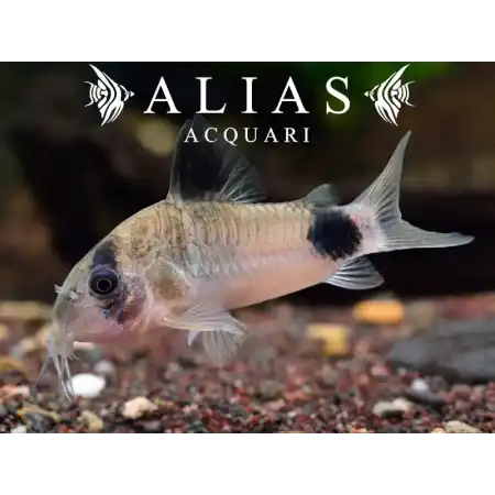 Corydoras Panda
