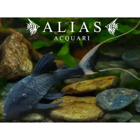 L090 Panaque bathyphilus