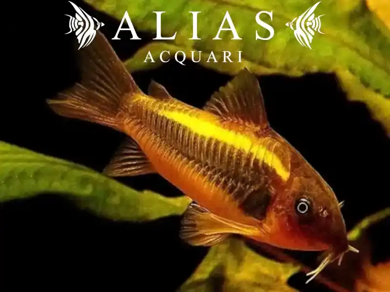 Corydoras aeneus peru gold stripe