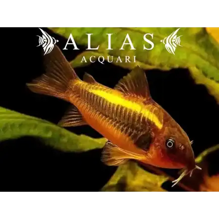 Corydoras aeneus peru gold stripe