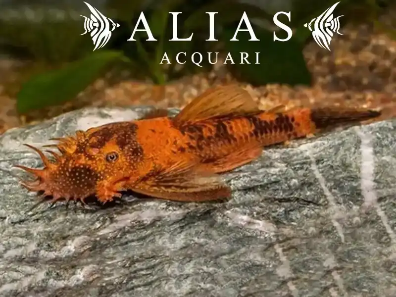 Ancistrus sp. red black