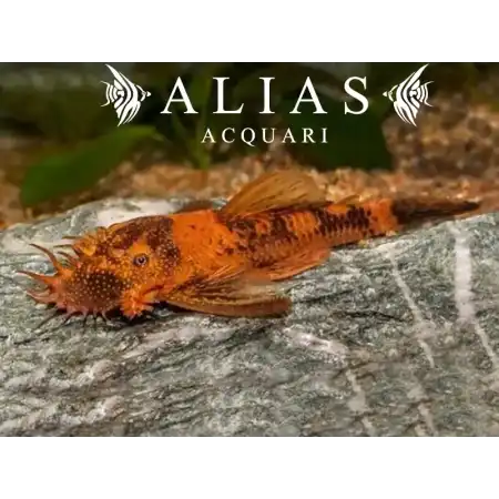 Ancistrus sp. red black