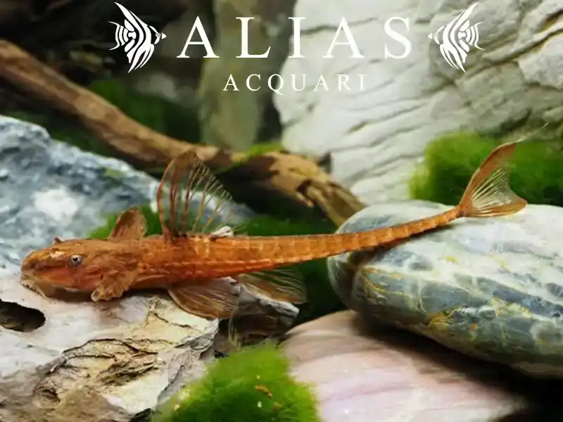 Loricaria red spec.