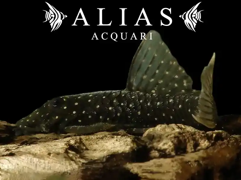Ancistrus sp. Rio Tocantins| Alias Acquari vendita pesci online