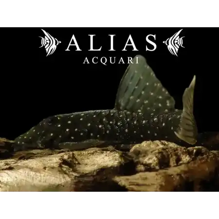 Ancistrus sp. Rio Tocantins| Alias Acquari vendita pesci online