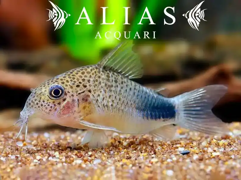 Corydoras Similis