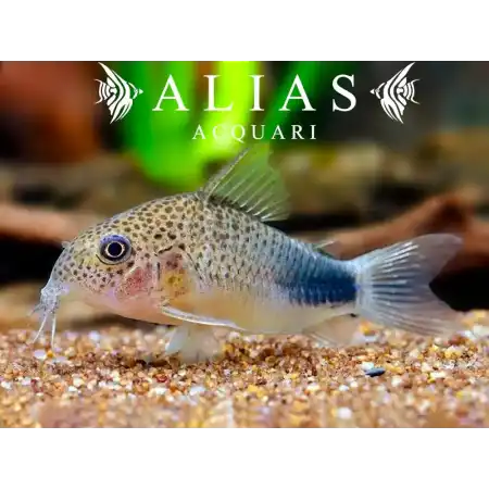 Corydoras Similis