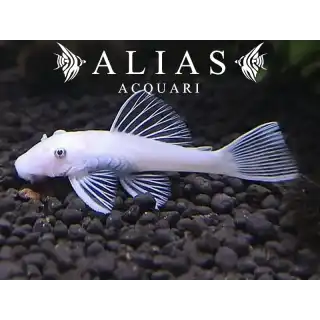 Ancistrus sp. Snow White