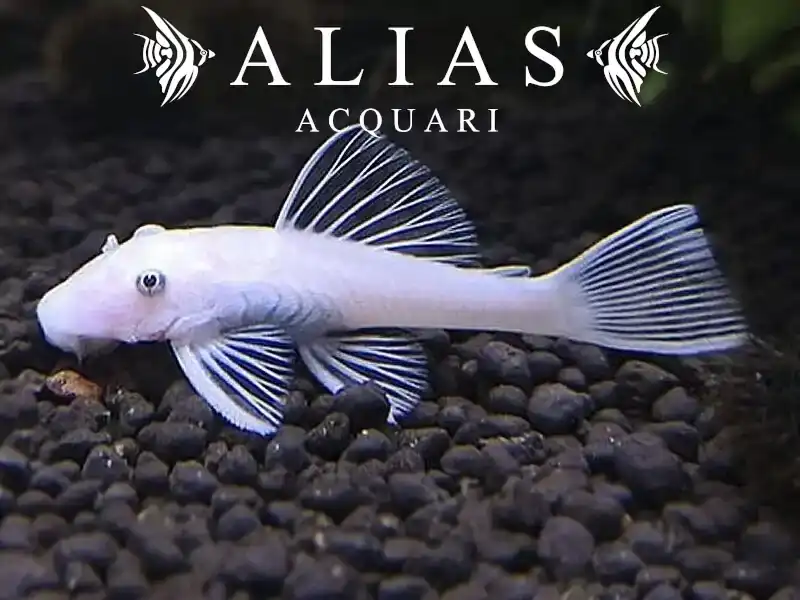 Ancistrus sp. Snow White