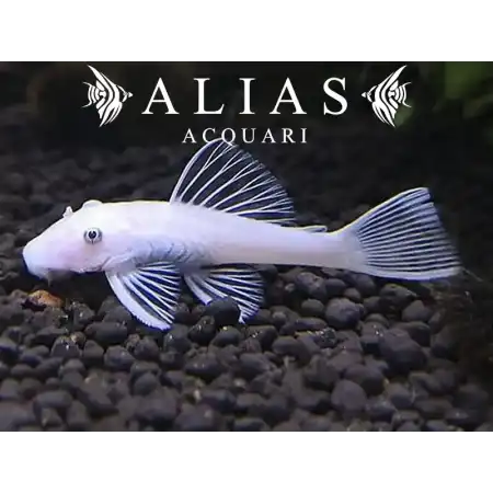 Ancistrus sp. Snow White