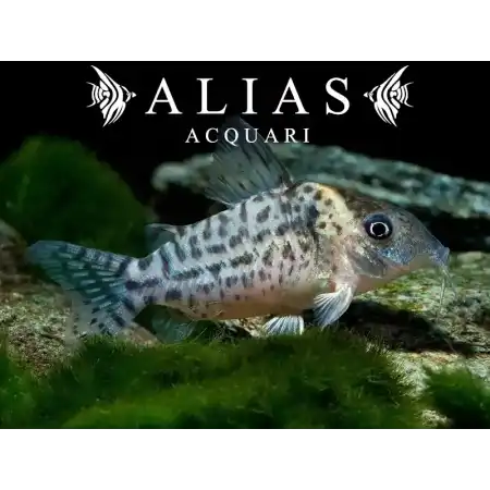 Corydoras punctatus